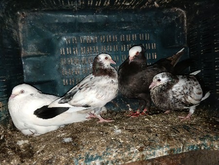 થંબનેલ 3