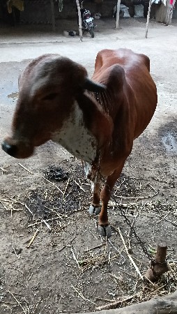 દેશી ગાય વેચવાની છે