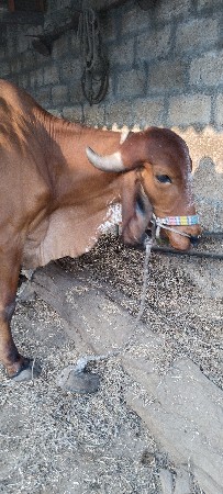 બળદ (ગોઢલા)