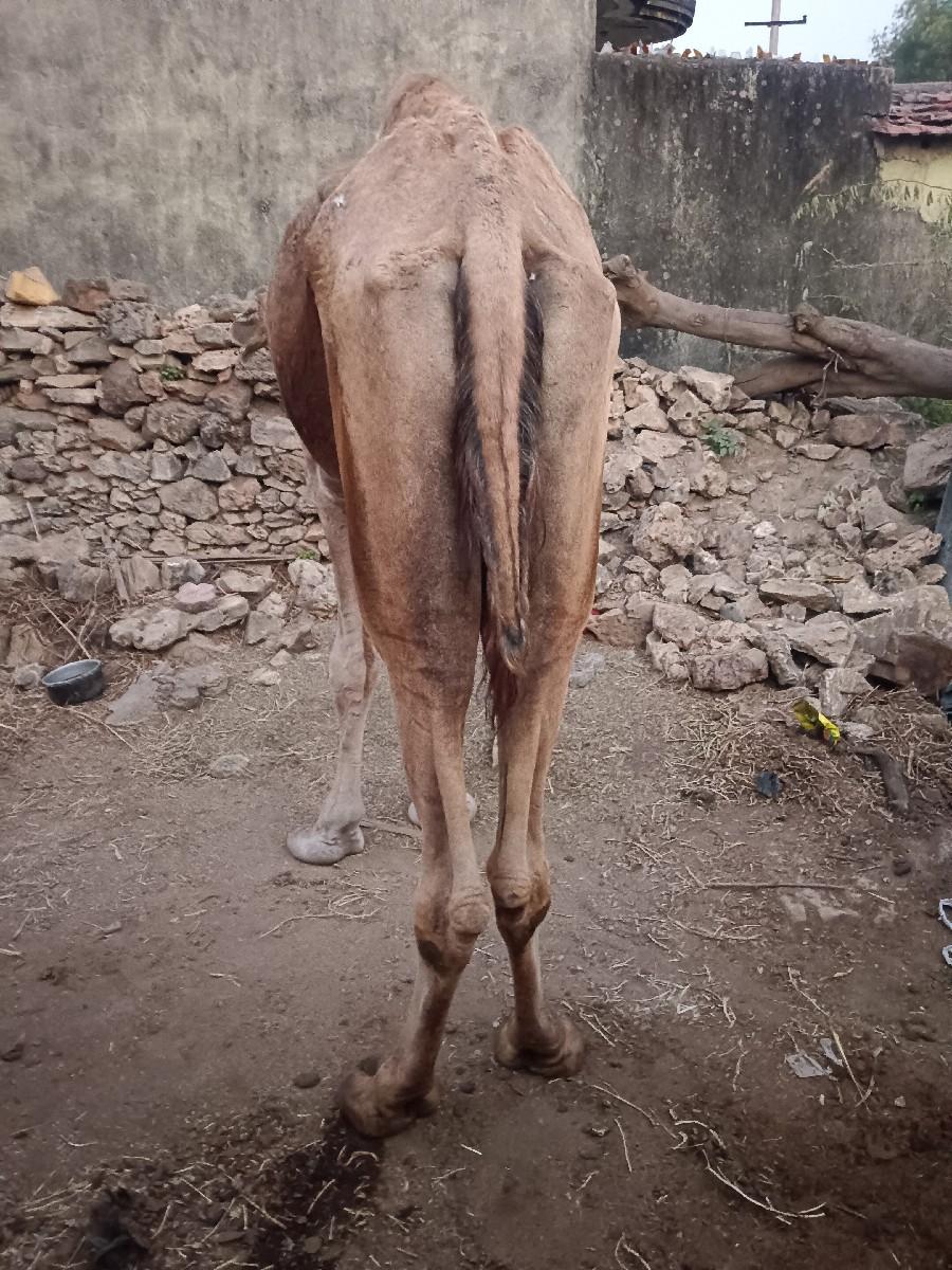 થંબનેલ 3