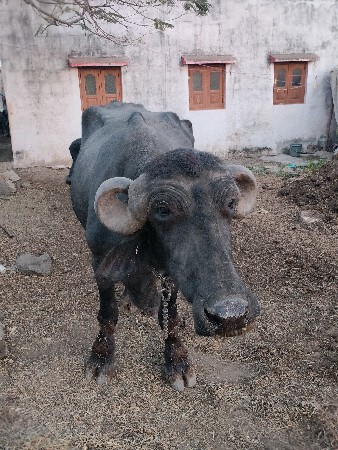 આ ખડેલી વેચવાની છે