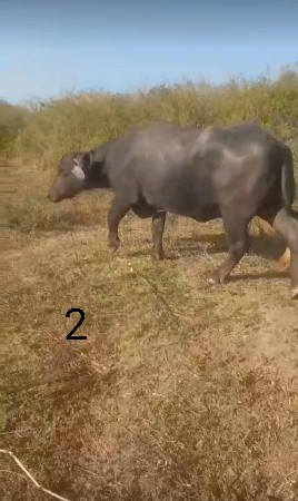 થંબનેલ 2