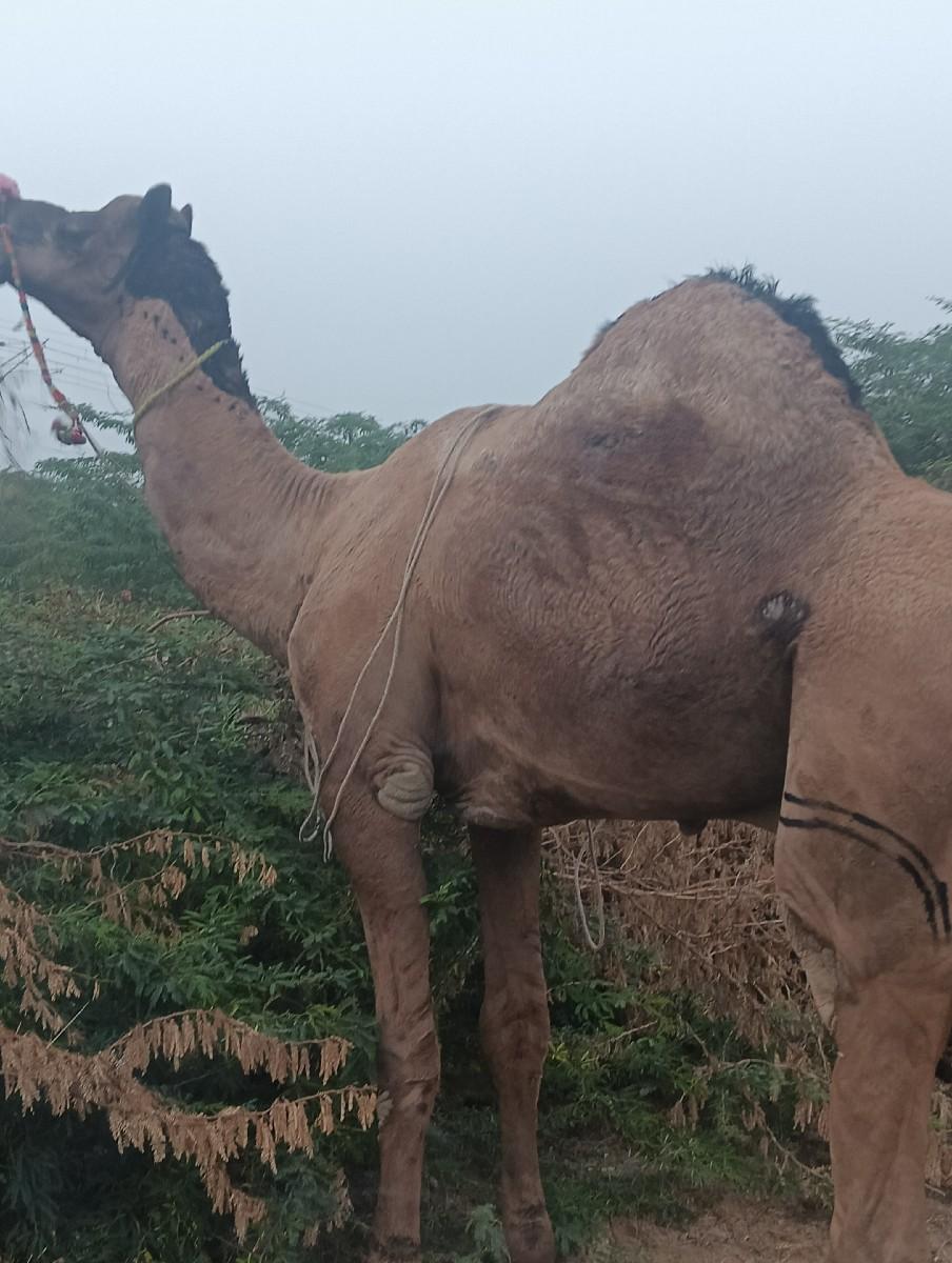 થંબનેલ 2