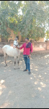 આ વસેરી વેસવાની સે 19 મહીનાની સે