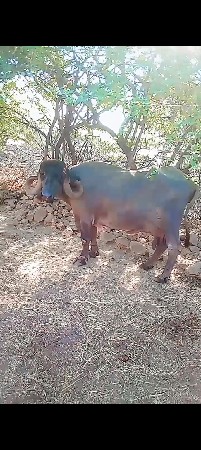 ભેંસ વેચવાની છે