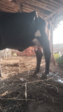 વેસવાની. છે