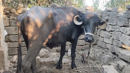 થંબનેલ 2