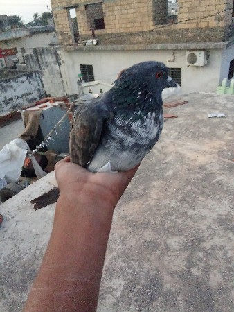 थंबनेल 2