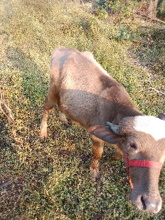 थंबनेल 2