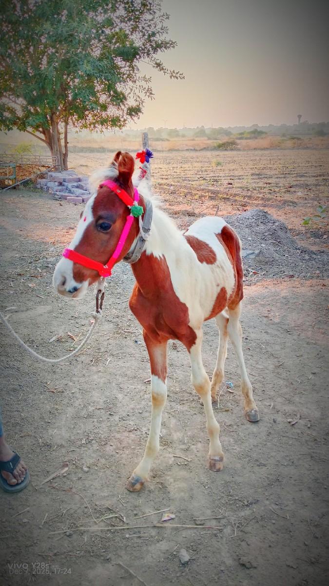 થંબનેલ 2