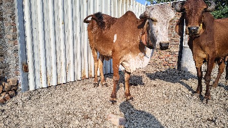 આ ત્રણ ઓડકા વેચવા ના છે