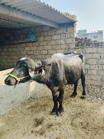 થંબનેલ 3