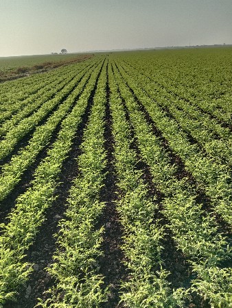 ખારિયું વેશવા નું છે