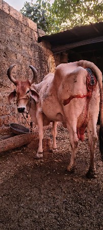 थंबनेल 1