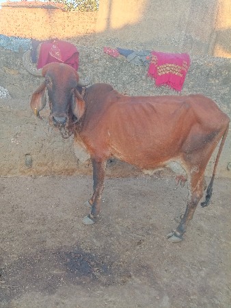 થંબનેલ 2