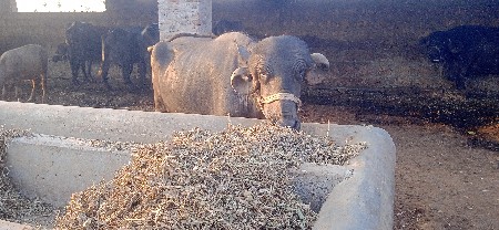 थंबनेल 2