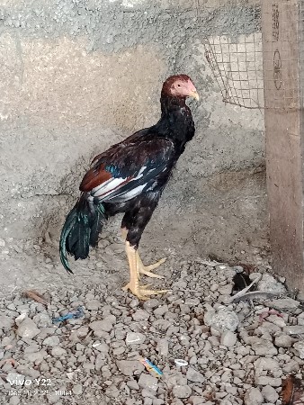 થંબનેલ 3