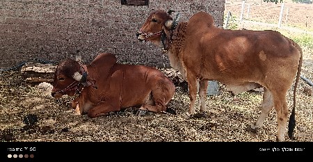 થંબનેલ 3