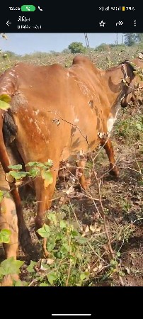 थंबनेल 3