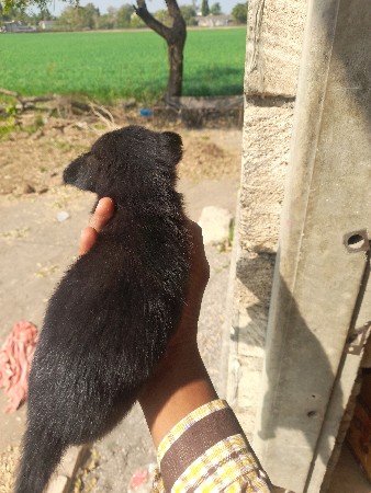 थंबनेल 3