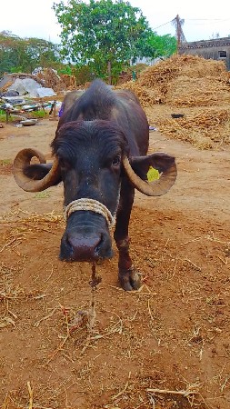 3 વેતર 3 મહિનાની વિયાણેલ