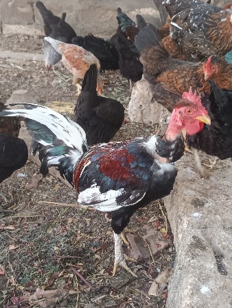 દેશી 3 મરઘાં વેચવાના છે