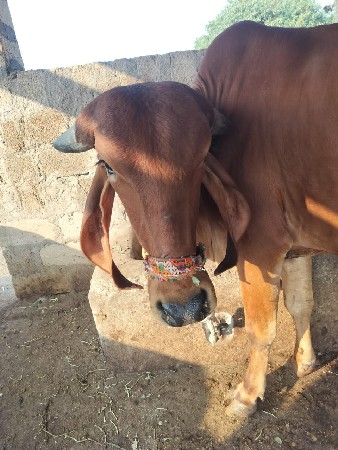 થંબનેલ 3