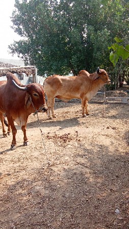 બળદ વેચવાના છે