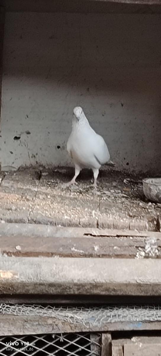 થંબનેલ 2