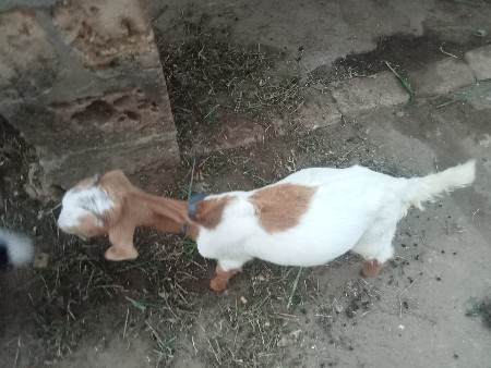 થંબનેલ 3