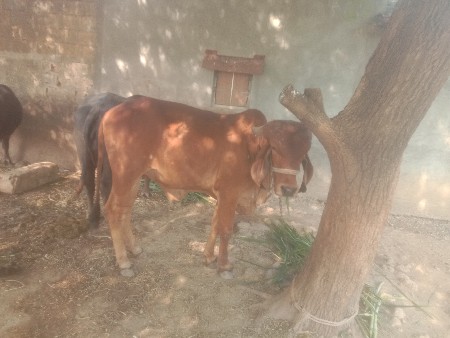 aa hodaki vechava ni chhe