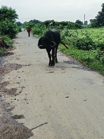 થંબનેલ 3