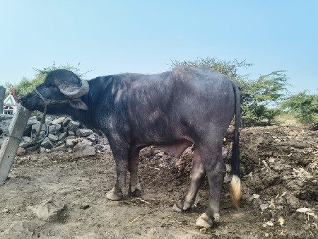 પાડો વેચવાનો છે ફુલ જવાબદારી