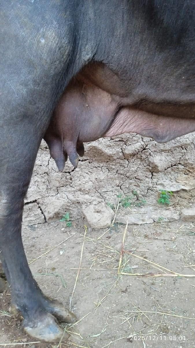 थंबनेल 3