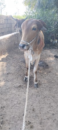 थंबनेल 2