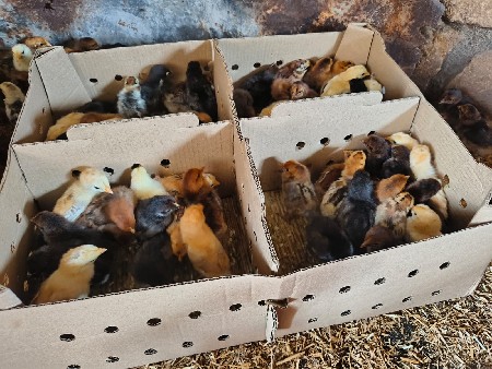 દેશી સોનાલી ના બચ્ચા