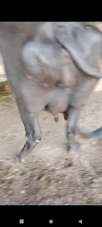 ભેંશ વેશવાની છે 1. વેતર