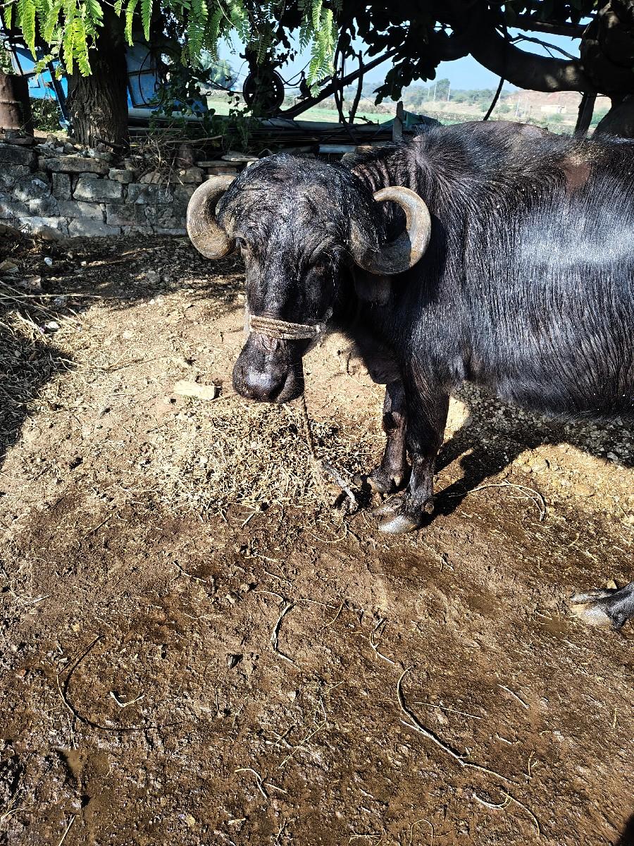 थंबनेल 2