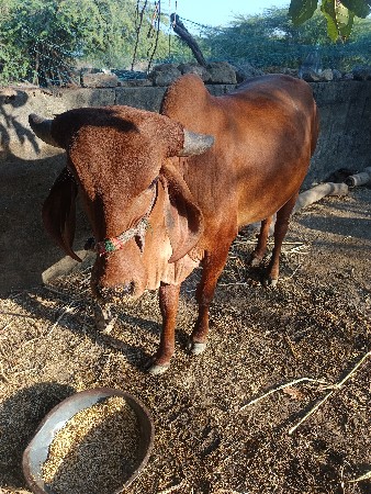 ગાય વેચવા ની સે