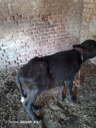 થંબનેલ 1