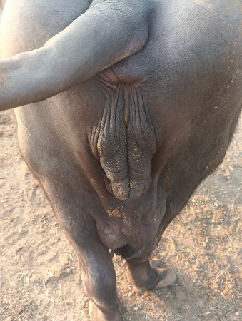 थंबनेल 3