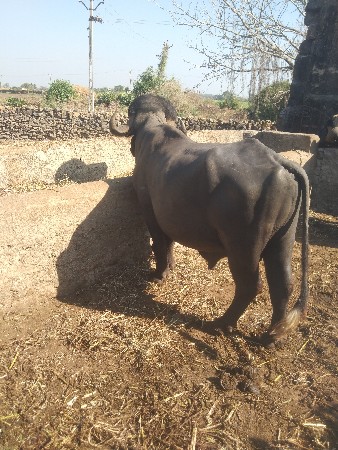 થંબનેલ 3