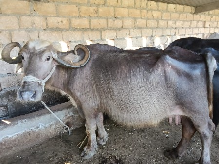 थंबनेल 2