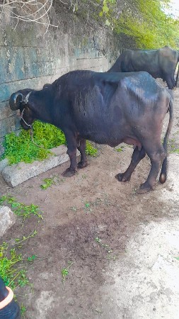 ભેસ વેચાણ સે