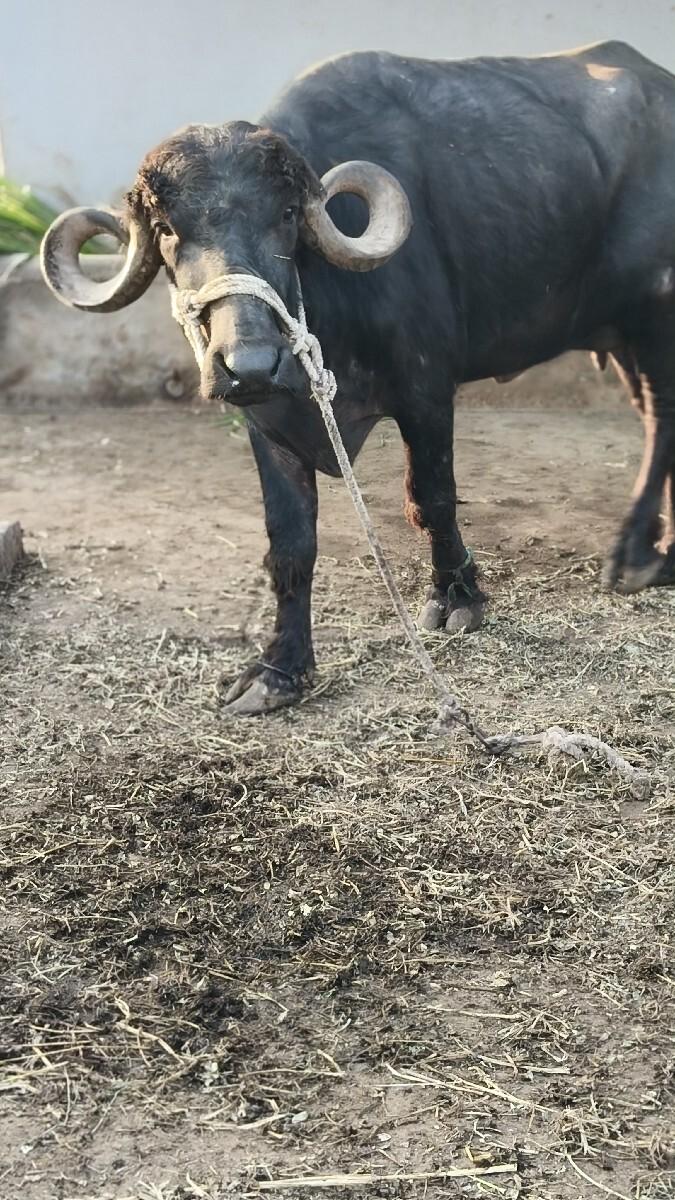 थंबनेल 3