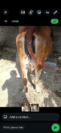 ગીર ઓડકી વેચવા ની છે