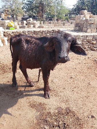 કાના ભાઈ