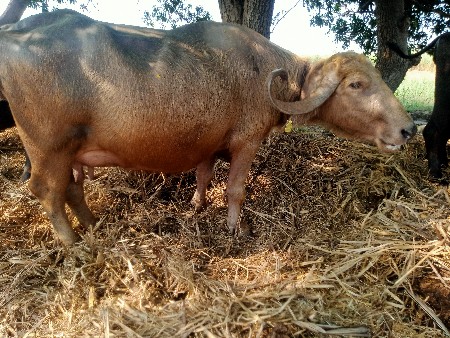 ભેંસ વેચવાની છે