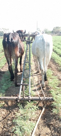 ગોઢલા વેચવાના છે