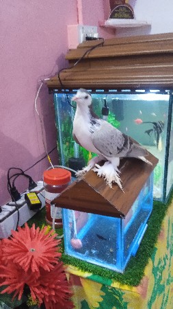 શીરાજી નર વેચવા નો છે